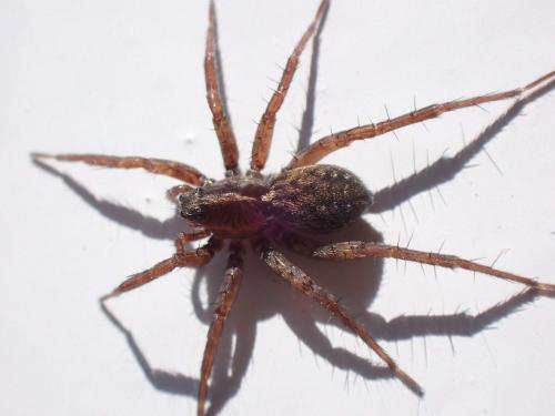 Pardosa sp.